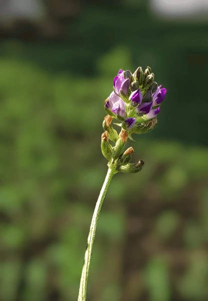 Bakuchiol: The Gentle Herbal Alternative to Retinol