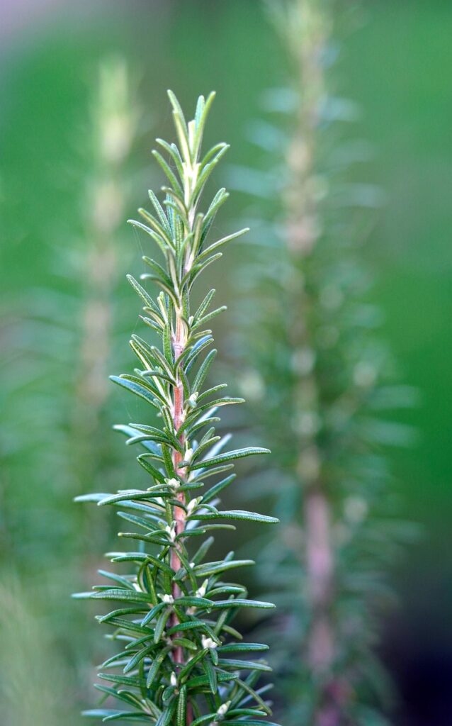 rosemary, seasoning, herbs, aromatic, kitchen, rosemary, rosemary, rosemary, rosemary, rosemary