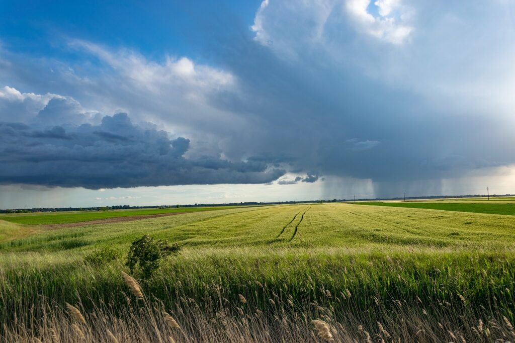 storm, wheat field, clouds, sky, agriculture, storm, nature, storm, storm, wheat field, agriculture, agriculture, agriculture, agriculture, agriculture