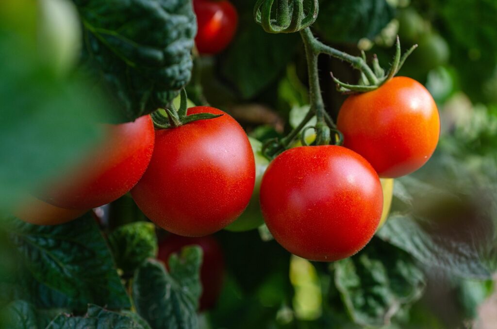 tomatoes, vegetables, fresh, bush, garden, healthy, harvest, tomatoes, tomatoes, tomatoes, nature, tomatoes, tomatoes, vegetables, vegetables