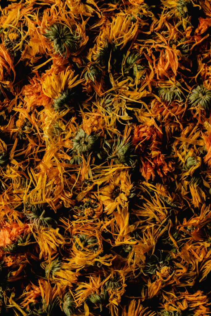 Calendula” The Golden Guardian