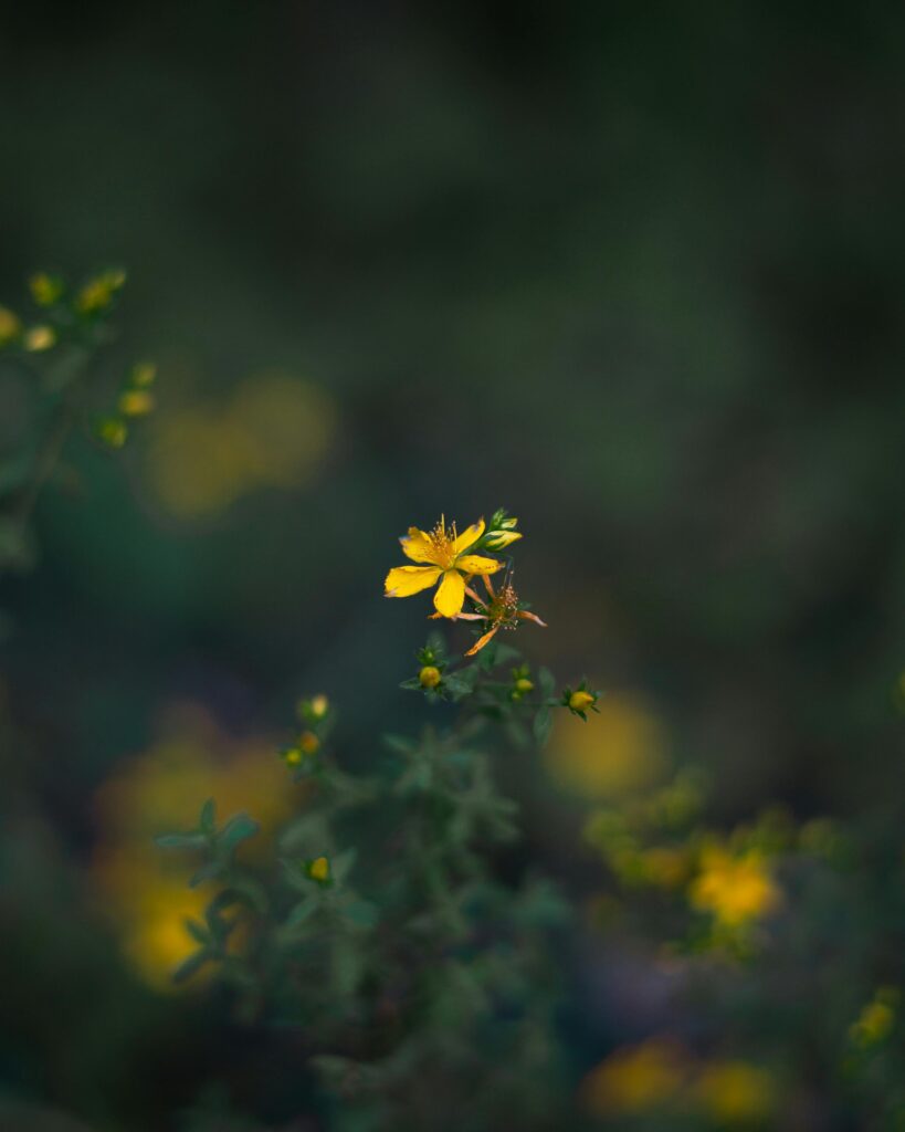 St.John’s Wort: Sunlit Healer