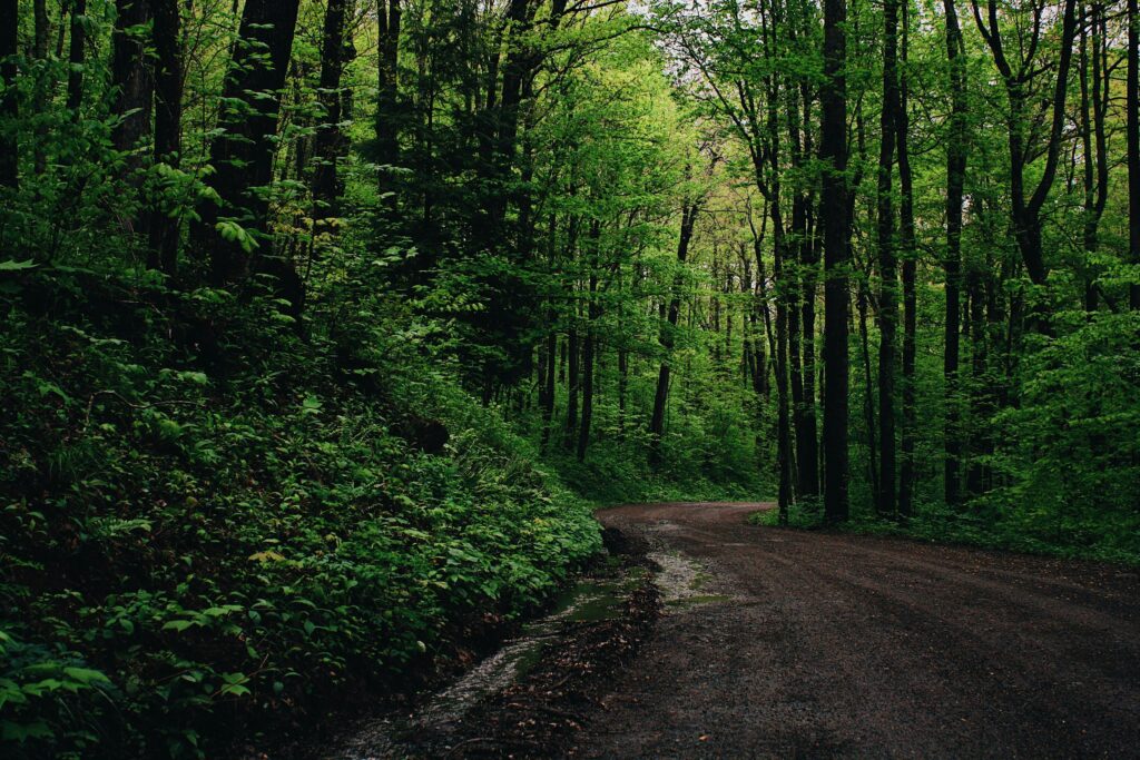 A tranquil forest path surrounded by lush green trees offers a serene natural landscape.