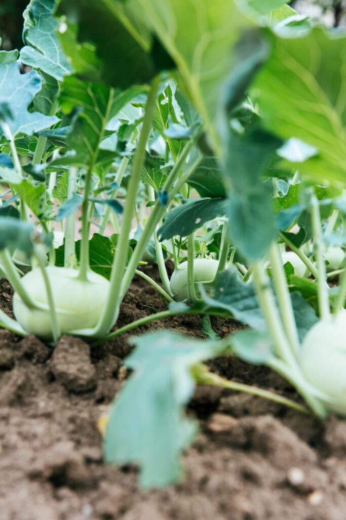 Close-up of organic kohlrabi plants growing in a garden. Vibrant and healthy.