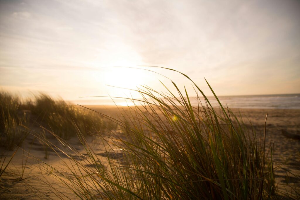 Golden hour at a tranquil beach with sand dunes and grasses swaying in the breeze.