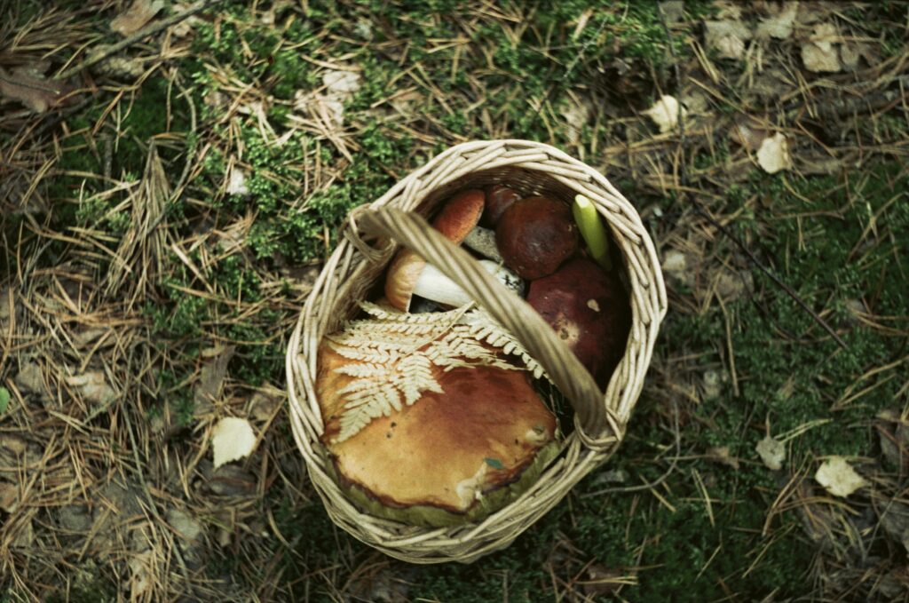 Top view of a basket filled with assorted wild mushrooms on a forest floor, evoking autumn vibes.