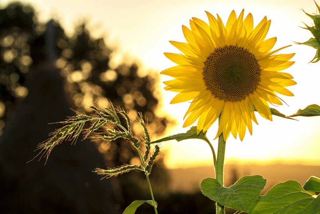 Vibrant sunflower backlit by the warm glow of a sunset, capturing summer essence.