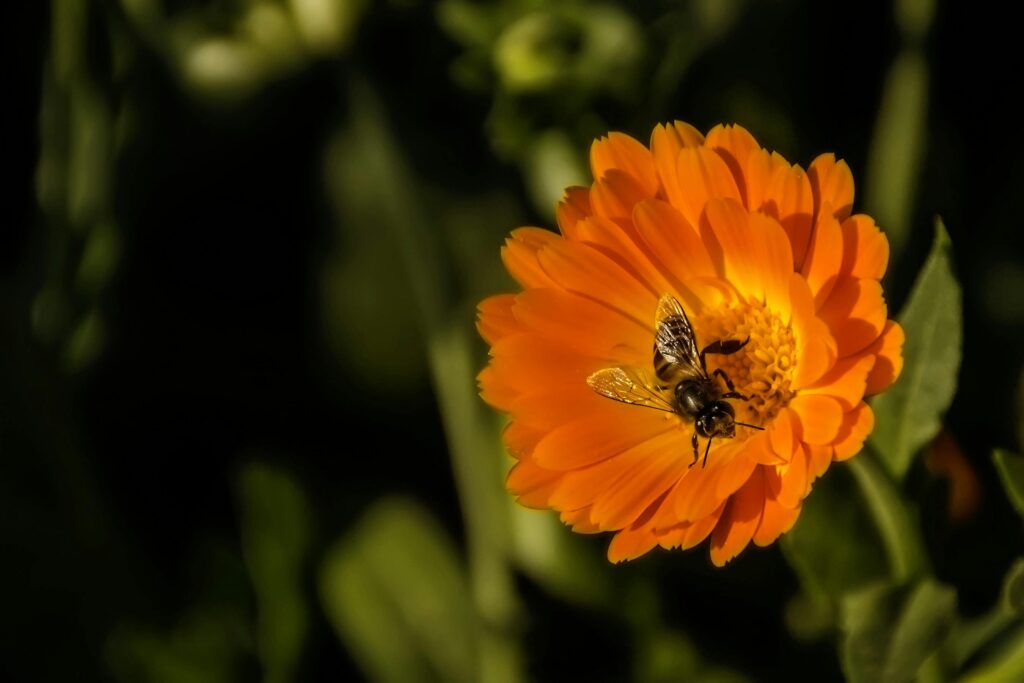 A close-up of a bee pollinating a vibrant orange flower in natural sunlight.