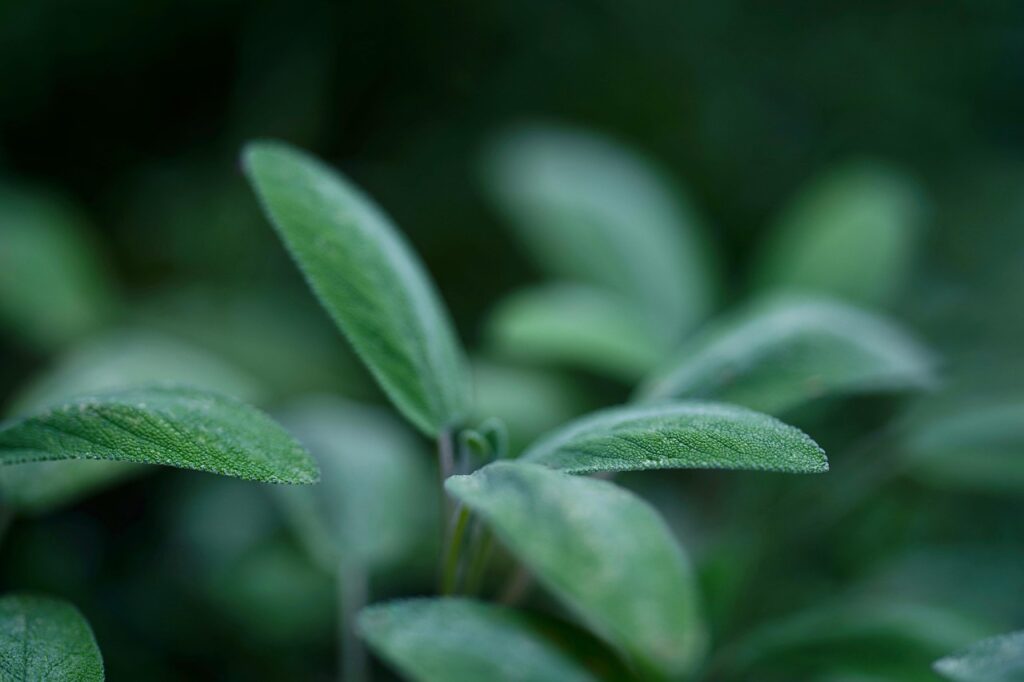 sage, leaves, nature, herbs, medicinal herbs, herbal tea, garden plant, medicinal plant, tea herbs, healing, healthy, green, sage, sage, sage, sage, sage