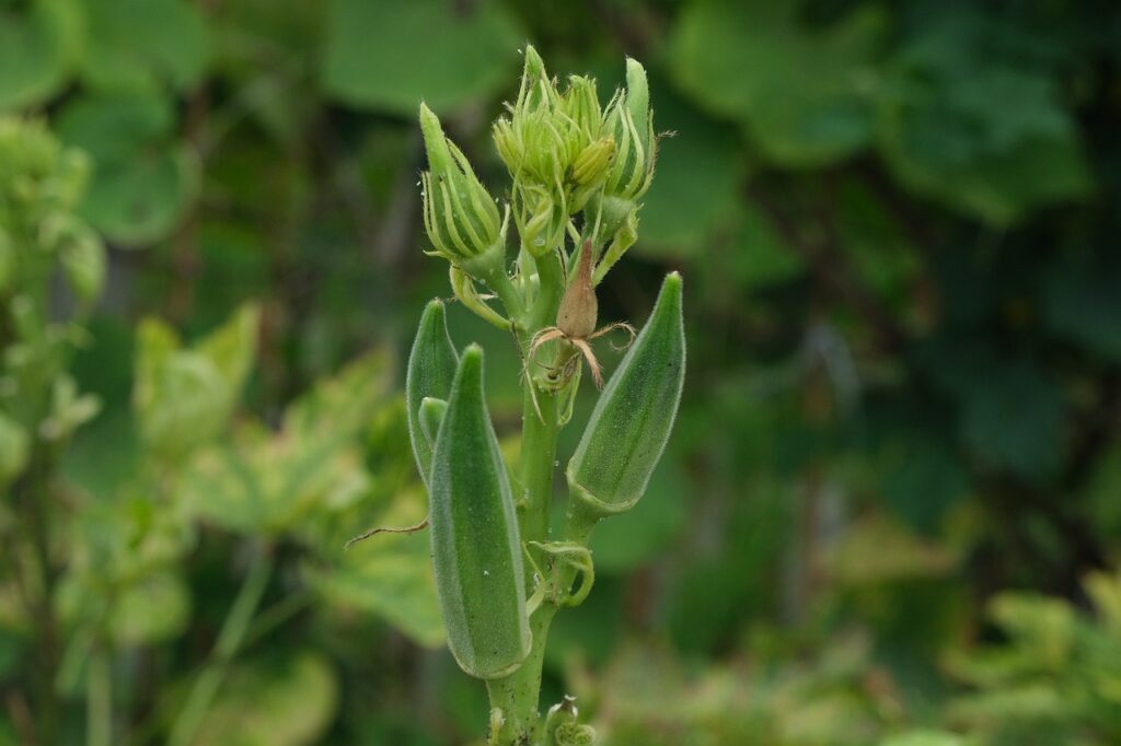 plant, buds, leaves, foliage, okra, vegetable, garden, nature, organic, healthy, fresh, nutrition, vegan, okra, okra, okra, okra, okra