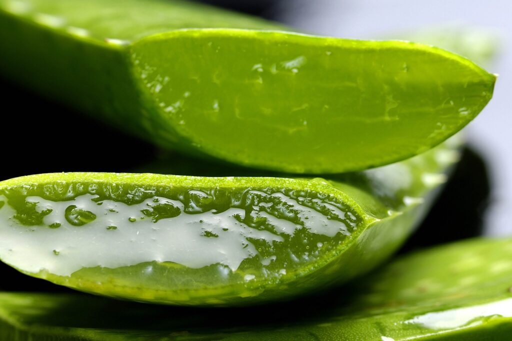 aloe, aloe vera, life, health, plant, aloe vera, aloe vera, nature, aloe vera, aloe vera, aloe vera