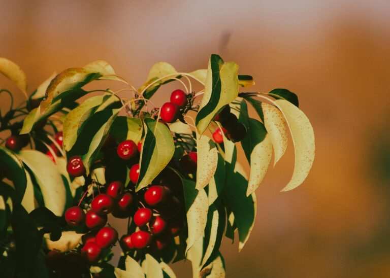 chokecherry, berries, plant, fruit, leaves, branch, fall, nature, autumn, outdoors, seasonal, flora, chokecherry, chokecherry, chokecherry, chokecherry, chokecherry