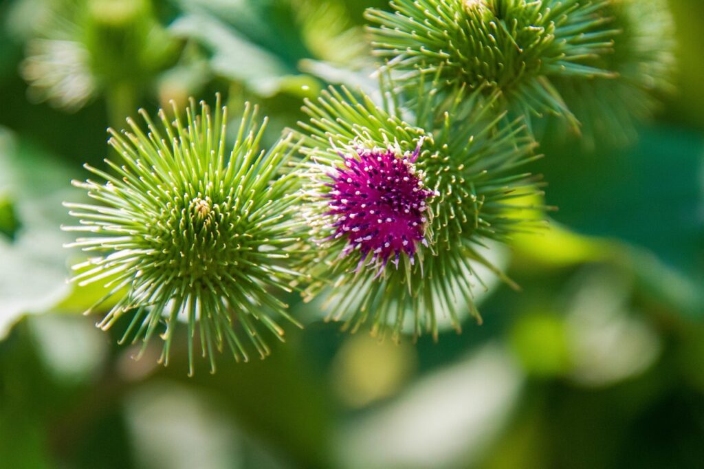 burdock, wild plant, nature, burdock root, wildflower, wolf herb, medicine, crop, prickly, blossom, bloom, violet, purple, closed, green, spur, composites asteraceae, burdock, burdock, burdock, burdock, burdock, burdock root, burdock root, burdock root, burdock root