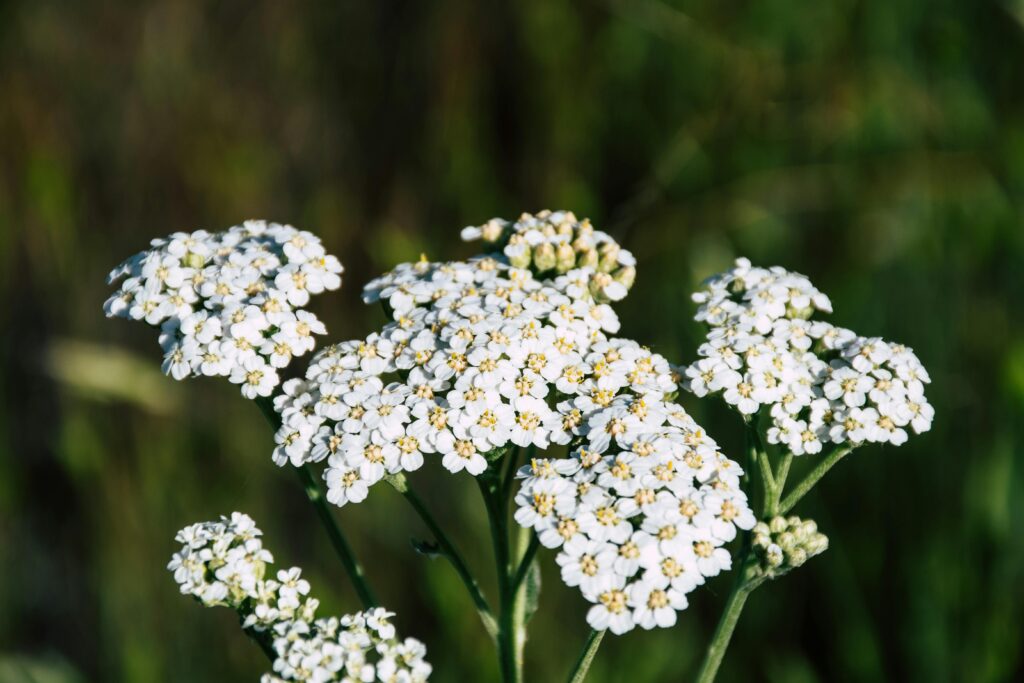 Close-up of white yarrow flowers blooming in a sunny field.