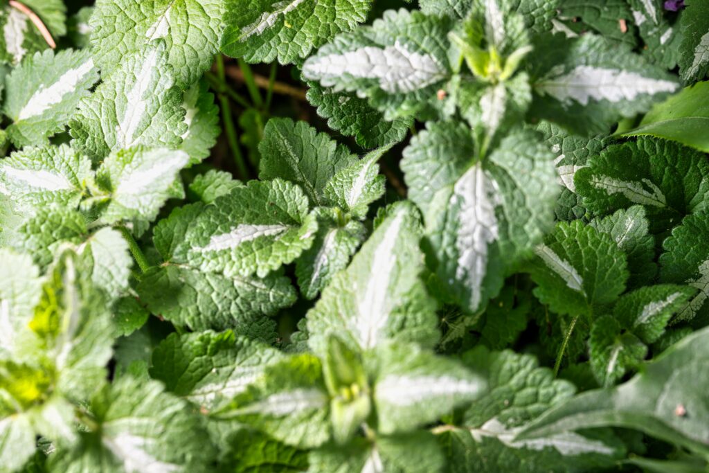 Vibrant green mint leaves with textural details in a sunny outdoor garden.