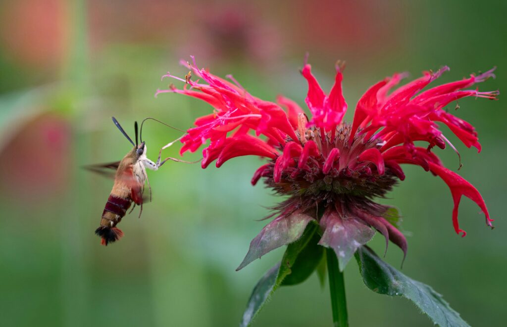 Close-up of a hummingbird moth feeding on a bright red bee balm flower in natural setting.