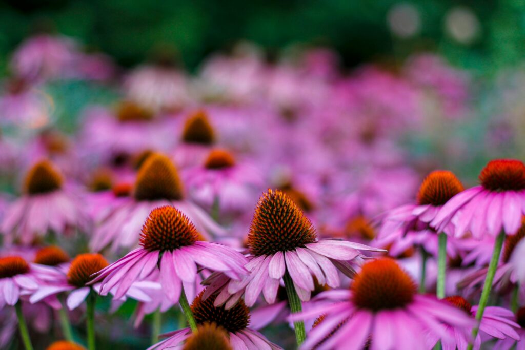 Blooming purple coneflowers with vibrant petals in Passau, Germany garden.