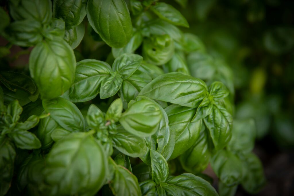 Lush green basil leaves in a garden, showcasing vibrant freshness and natural texture.