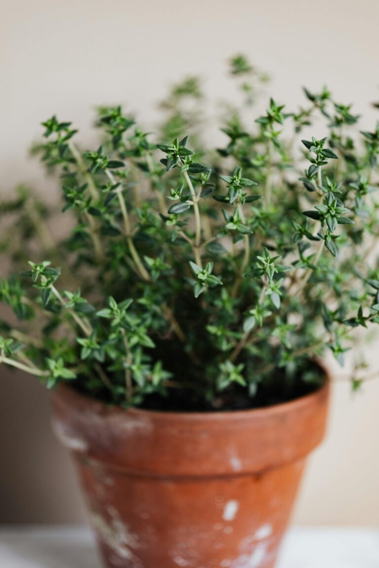 Vibrant thyme plant in a rustic terracotta pot placed indoors with a soft blurred background.