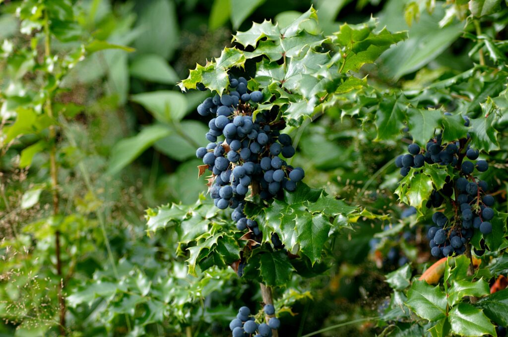 Close-up of ripe Oregon grapes with spiny green leaves in a natural outdoor setting.