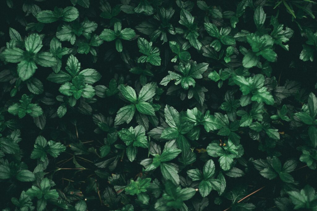 Dense cluster of vibrant green mint plants offering a rich nature background.