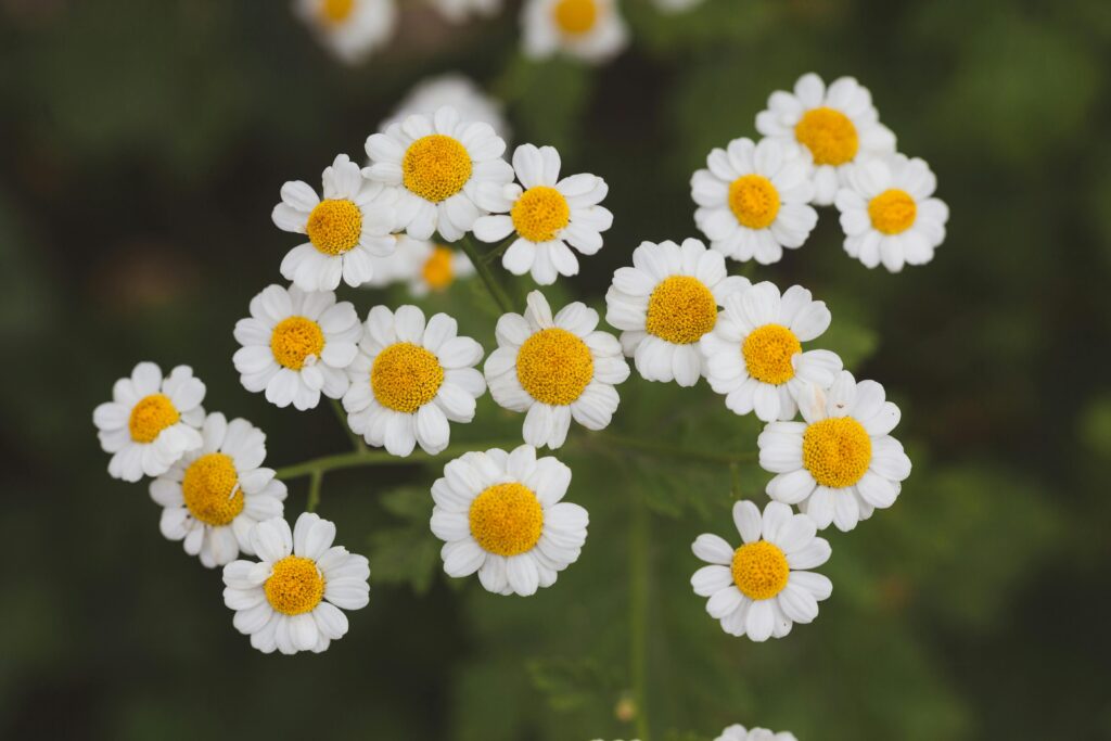 Close-up of delicate feverfew flowers in full bloom with white petals and yellow centers.